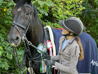 Hoppning hästar till salu: Sødeste og smukkeste hoppe! - Annons 1