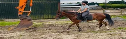 Allround hästar till salu: Kind and easy D pony - Annons 3