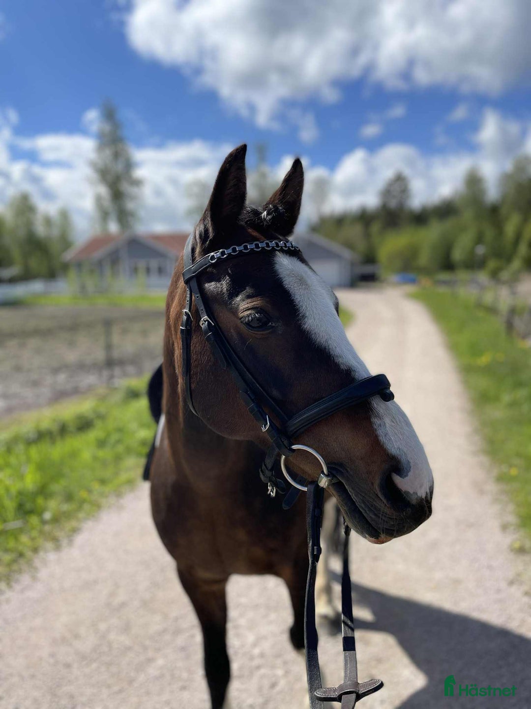 Allround hästar till salu: Talangfull och vacker i Storvreta - Annons 2