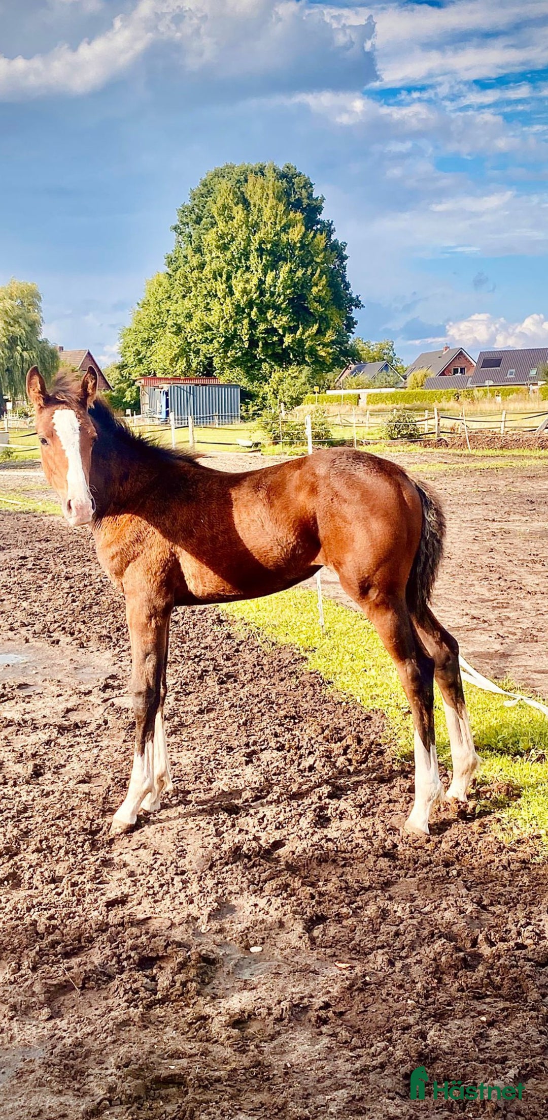 Allround hästar till salu: Mycket vackert stoföl E: Esmeraldo  i Surte - Annons 7