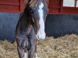 hästar Hingst i Huskvarna - Annons 16