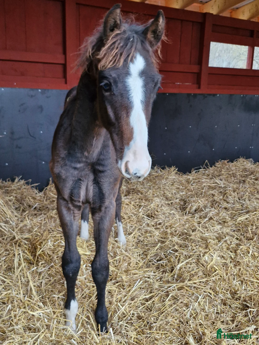 Hoppning hästar till salu: Hingst  i Huskvarna - Annons 1