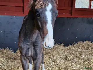 hästar Hingst i Huskvarna - Annons 7