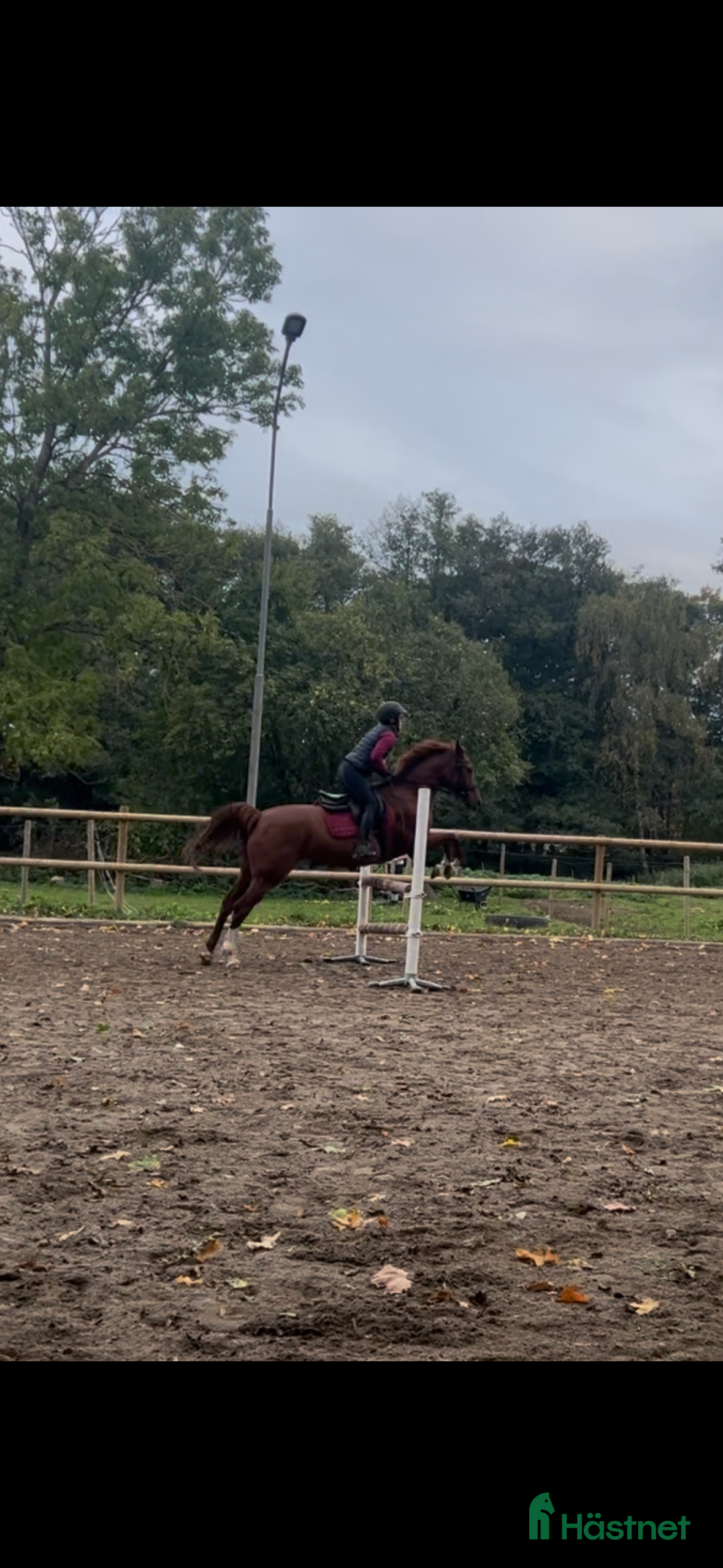 Allround hästar till salu: Fux sto med potential söker sin ryttare.  i Höör - Annons 1