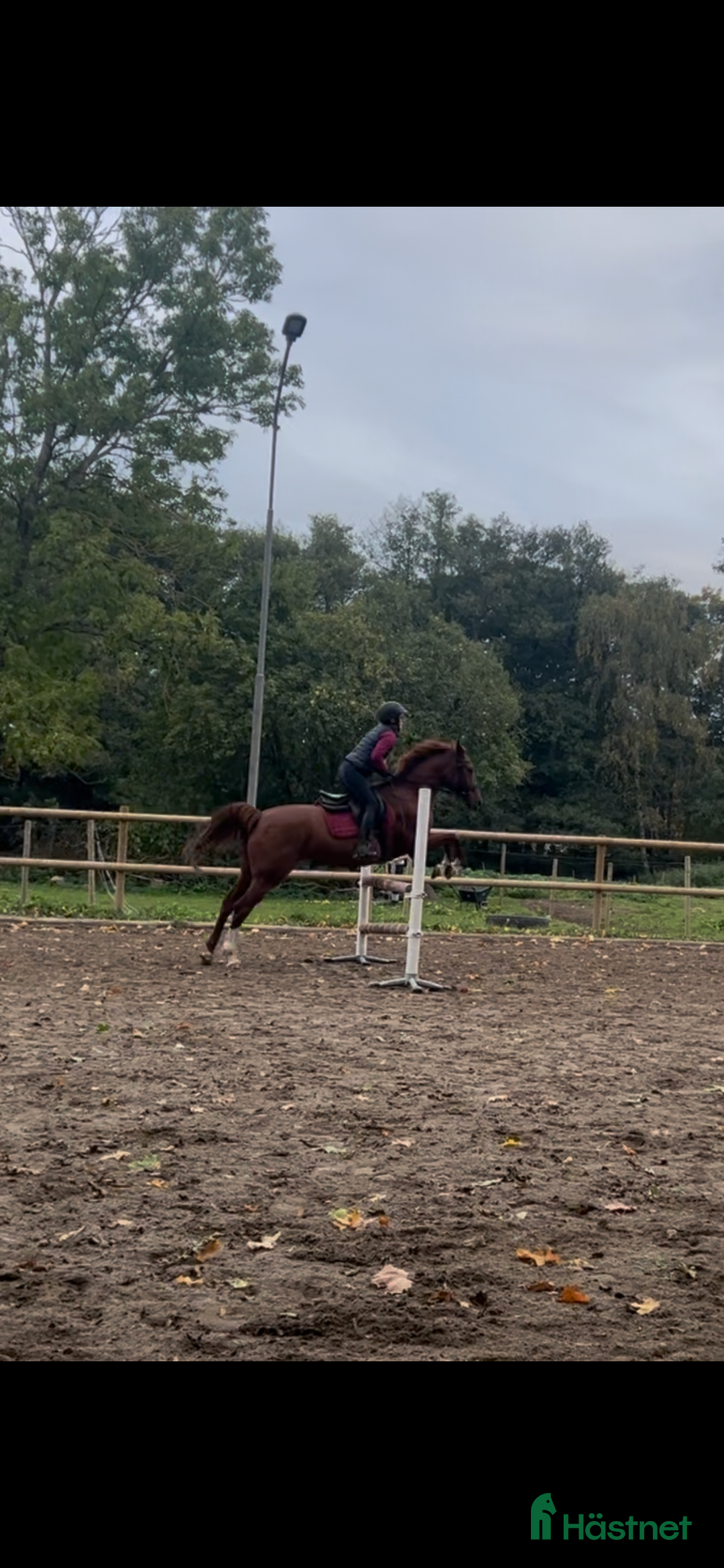 Allround hästar till salu: Fux sto med potential söker sin ryttare.  i Höör - Annons 1