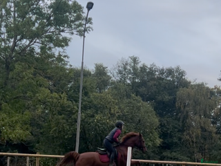 hästar Fux sto med potential söker sin ryttare. i Höör - Annons 15