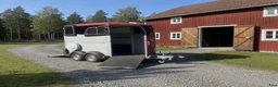 Hästtransporter  fordon & transport till salu: Ifor Williams HBX 403 (2023)  - Annons 2