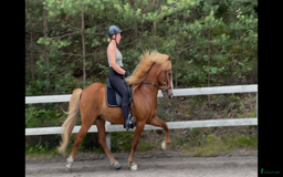 Island hästar till salu: Flott 5gångs valack  i Torestorp - Annons 1