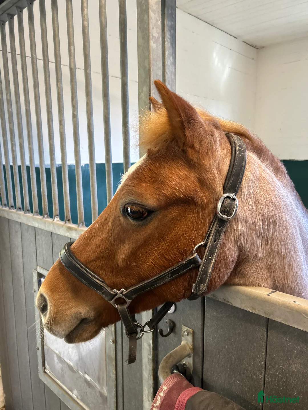Allround hästar till salu: Fantastisk b-ponny söker nytt hem💕 - Annons 1