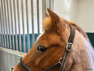 hästar Fantastisk b-ponny söker nytt hem💕 - Annons 1