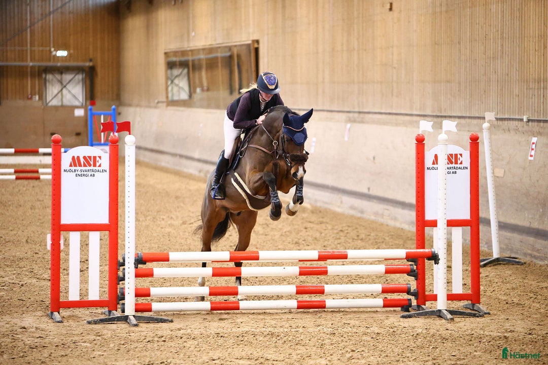 Hoppning hästar till salu: 4år e: Hardrock Z i Åtvidaberg - Annons 4