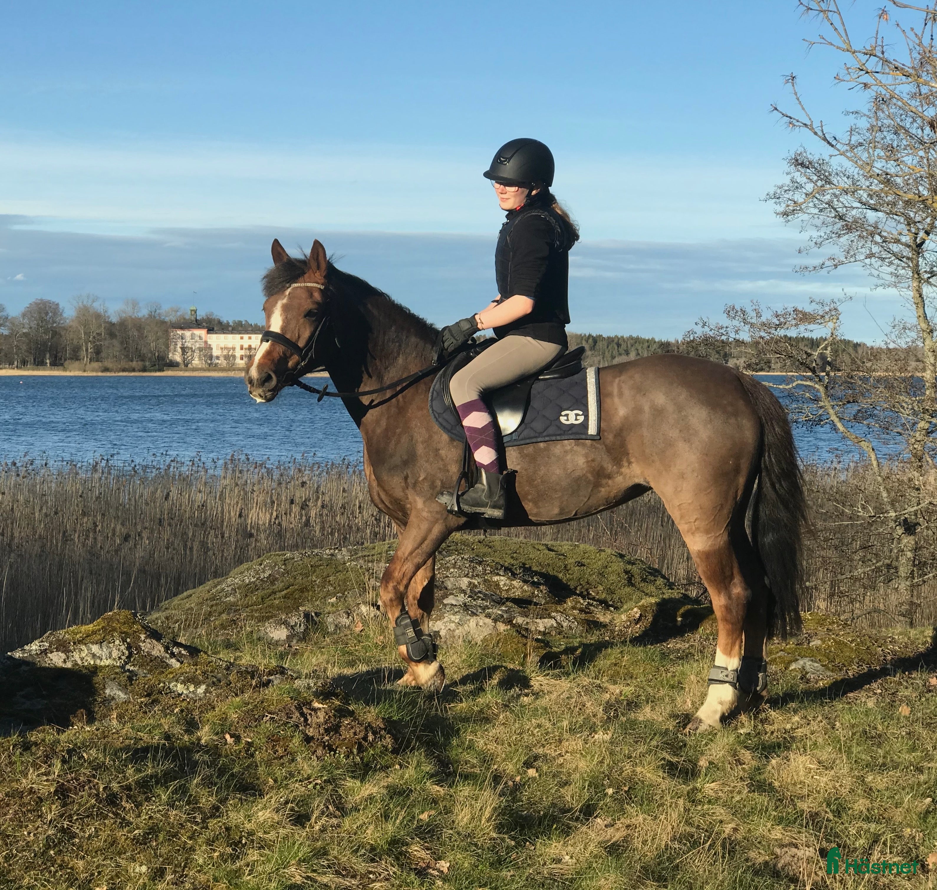  hästar Stackarps Delphi i Vagnhärad - Annons 1