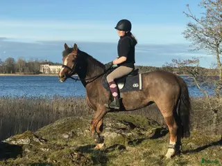 hästar Stackarps Delphi i Vagnhärad - Annons 1