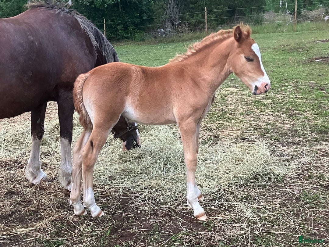 Allround hästar till salu: Welsh cob sto  i Hultsfred - Annons 3