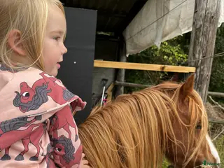 hästar Welshmountain Valack - Annons 3