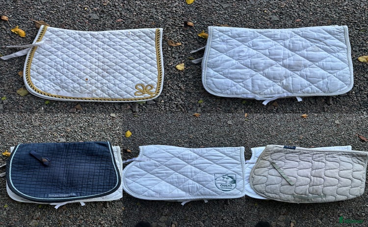 Schabrak & Vojlockar hästutrustning till salu: Gratis schabrak  i Jonstorp - Annons 20