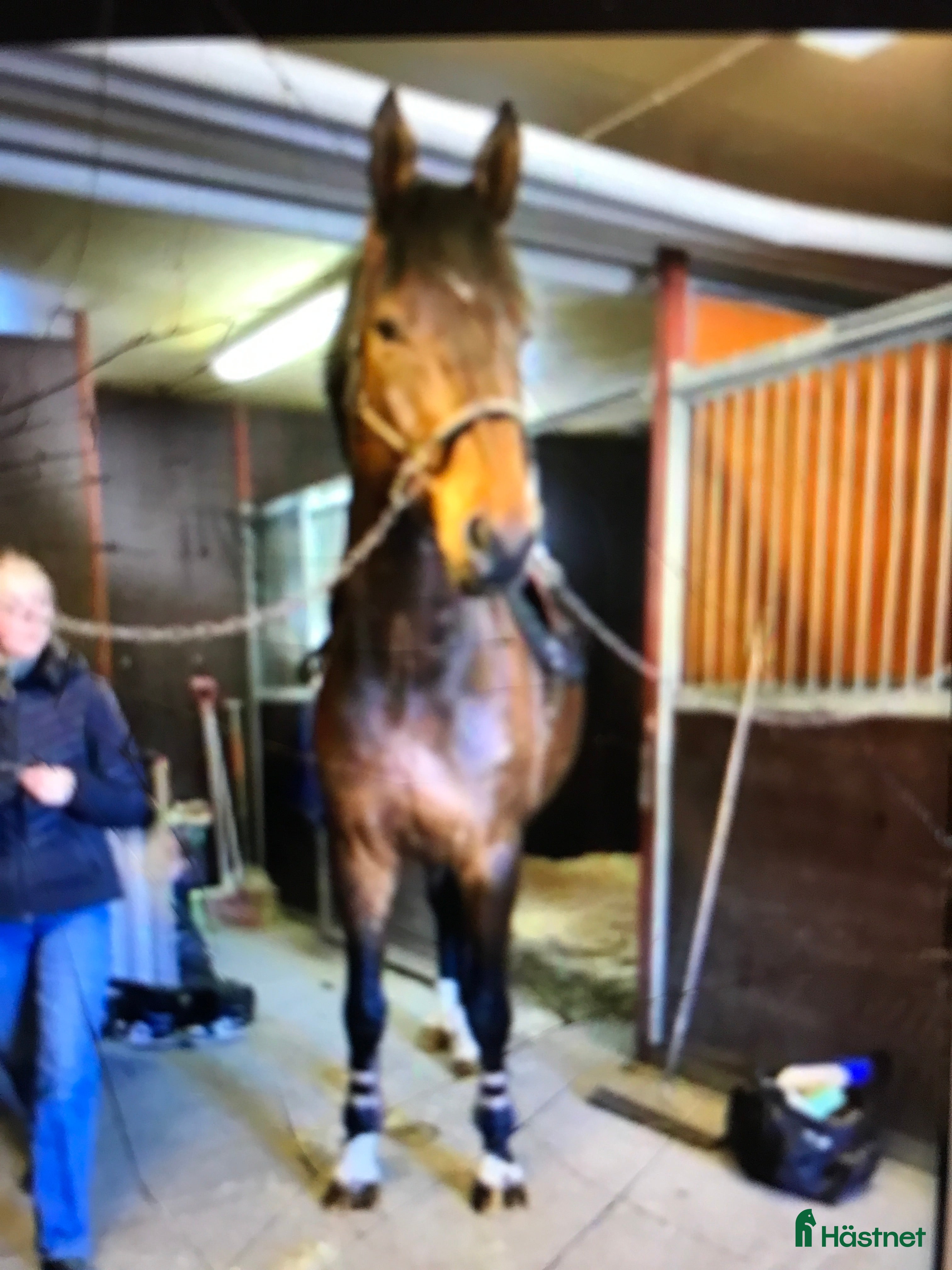 Hoppning hästar till salu: Såååå snäll kompis i Värends Nöbbele - Annons 1