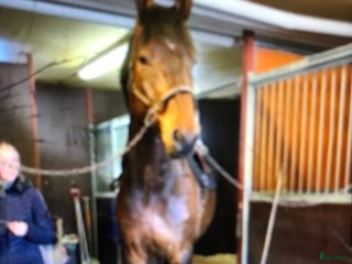 Hoppning hästar till salu: Såååå snäll kompis i Värends Nöbbele - Annons 1