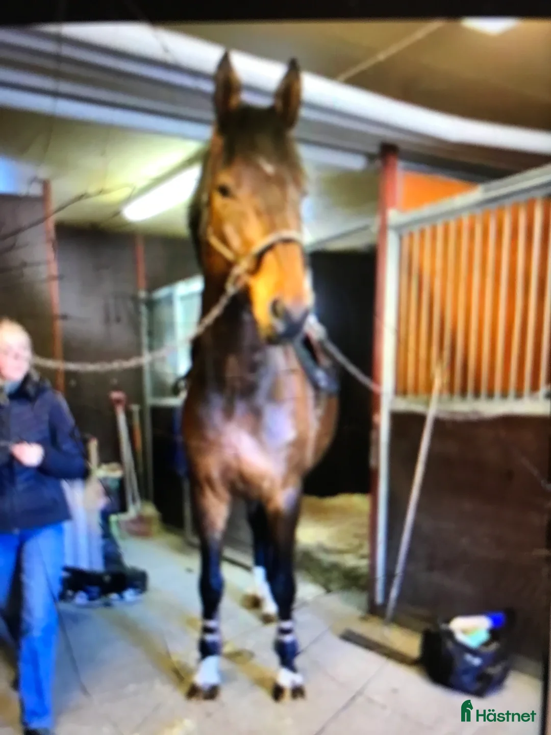 Hoppning hästar till salu: Såååå snäll kompis i Värends Nöbbele - Annons 1