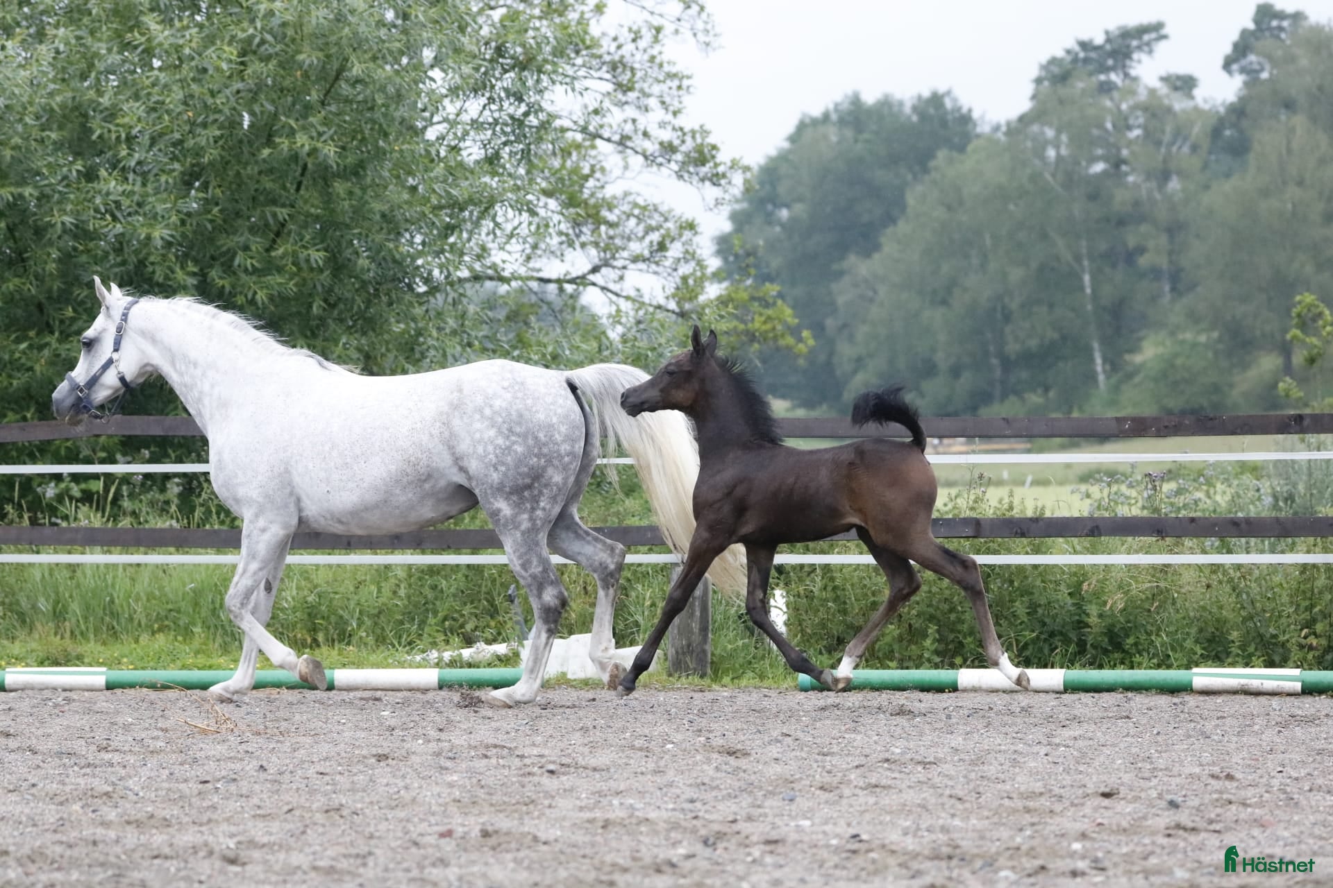  hästar Vackra, trevliga & välhanterade ettåringar - Annons 2