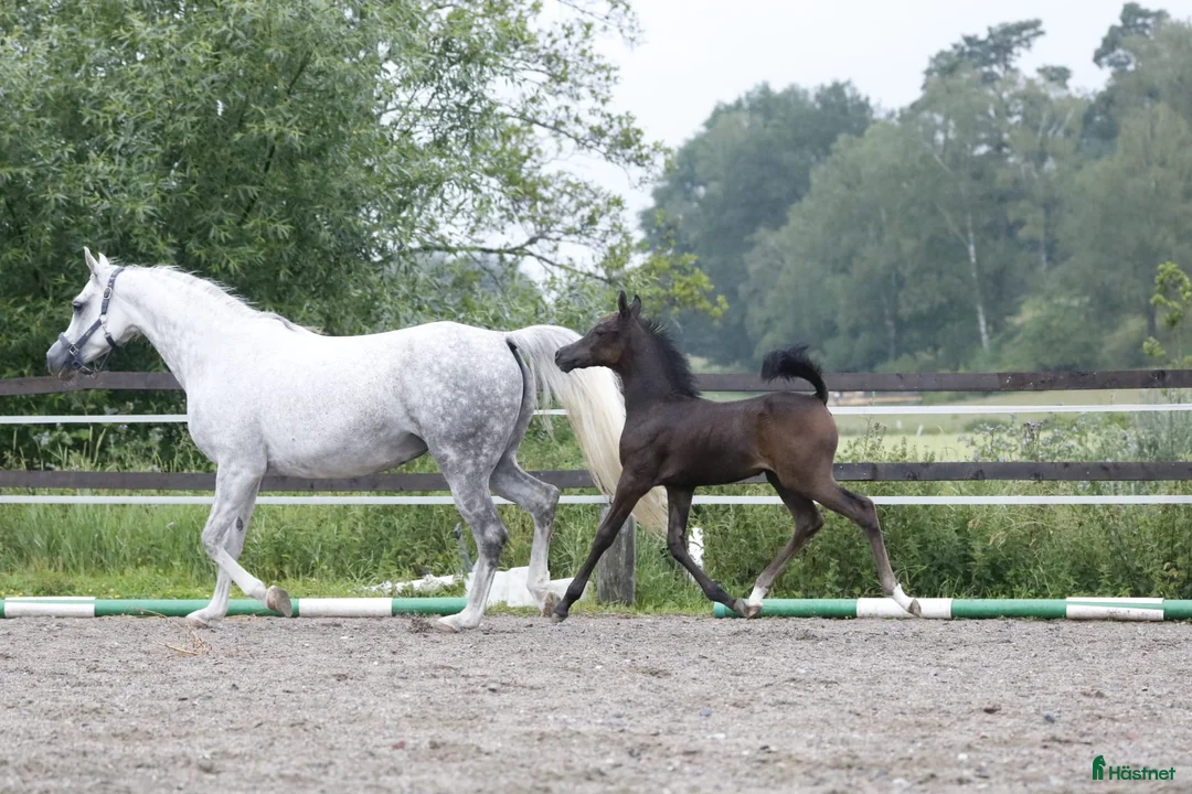 Allround hästar till salu: Vackra, trevliga & välhanterade ettåringar i Vagnhärad - Annons 2