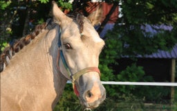 Allround hästar till salu: *Reserverad* Elegant Welsh Cob Stoföl i Hoting - Bild 8