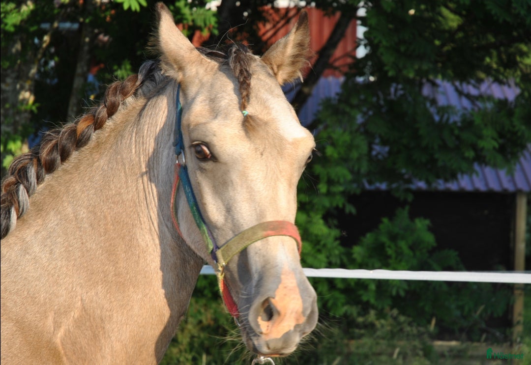 Allround hästar till salu: Elegant Welsh Cob Stoföl i Hoting - Bild 8