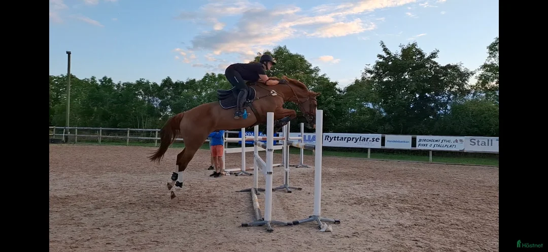 Hoppning hästar till salu: Läromästare i hoppning - Annons 1