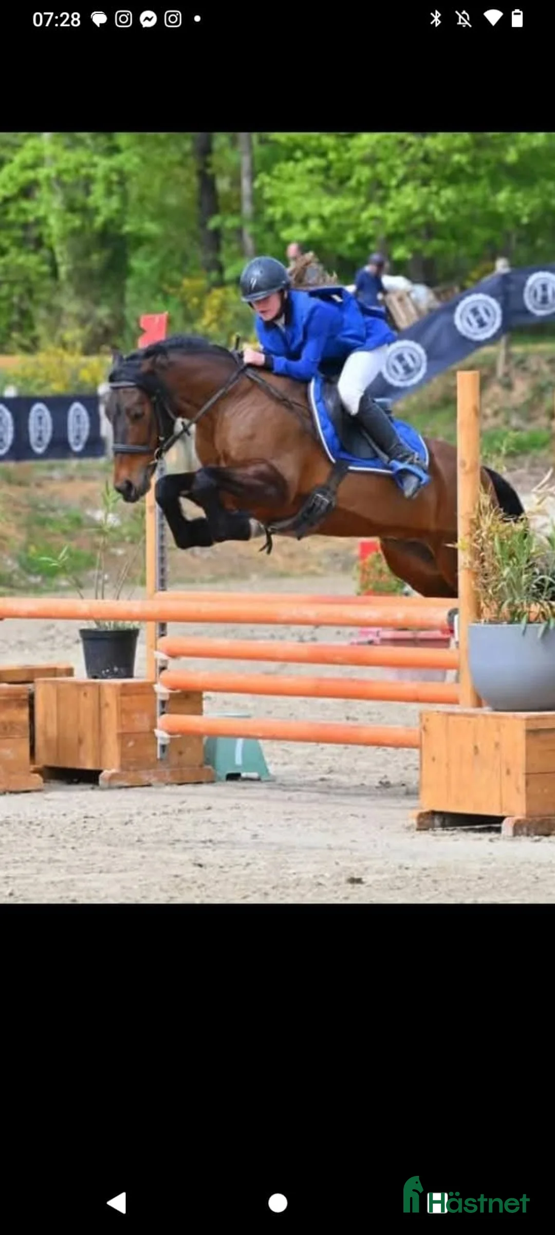 Hoppning hästar till salu: Competitive 138 C Schoolmaster Pony in France  i Stockholm - Annons 2