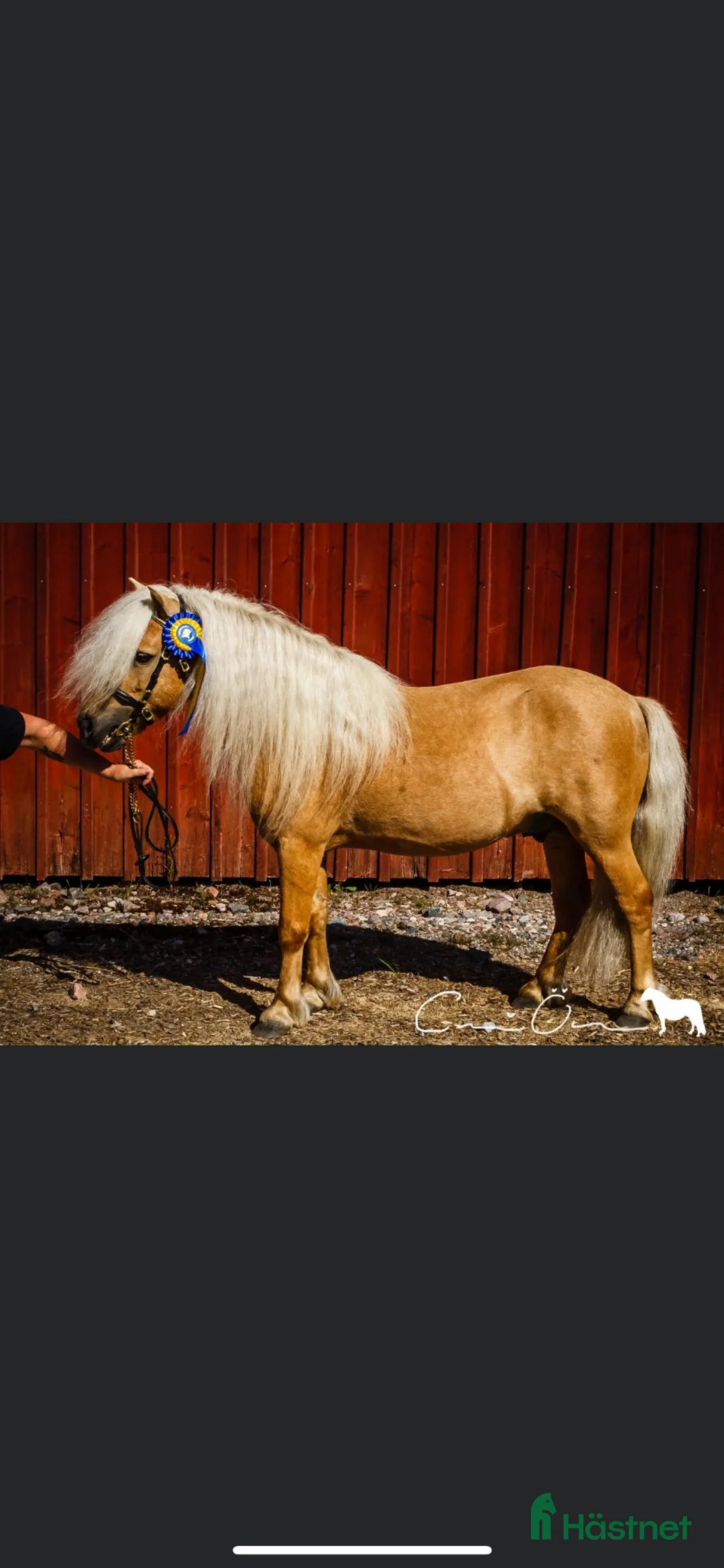 Allround hästar till salu: 🌸 4-årigt ponnysto – full av potential 🌸 - Annons 9
