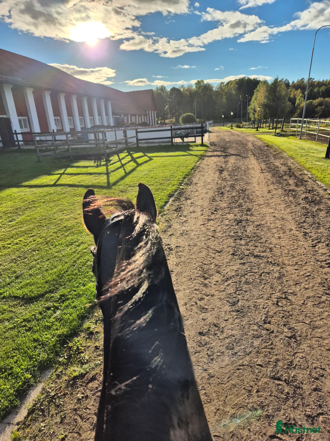 Hoppning hästar till salu: Arbetsvilligt sto för den orädda ryttaren  i Fagersta - Annons 3