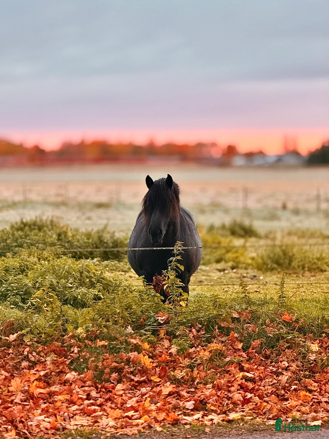 Allround hästar till salu: 6 årig valack  i Odensbacken - Annons 5