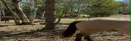  stallplats finnes: Lösdrift med blandflock i Södertälje - Annons 5