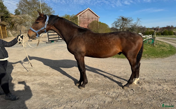  hästar i Sorunda - Annons 1