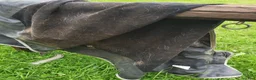 Täcken hästutrustning till salu: Bucas smartex regntäcke  - Annons 5