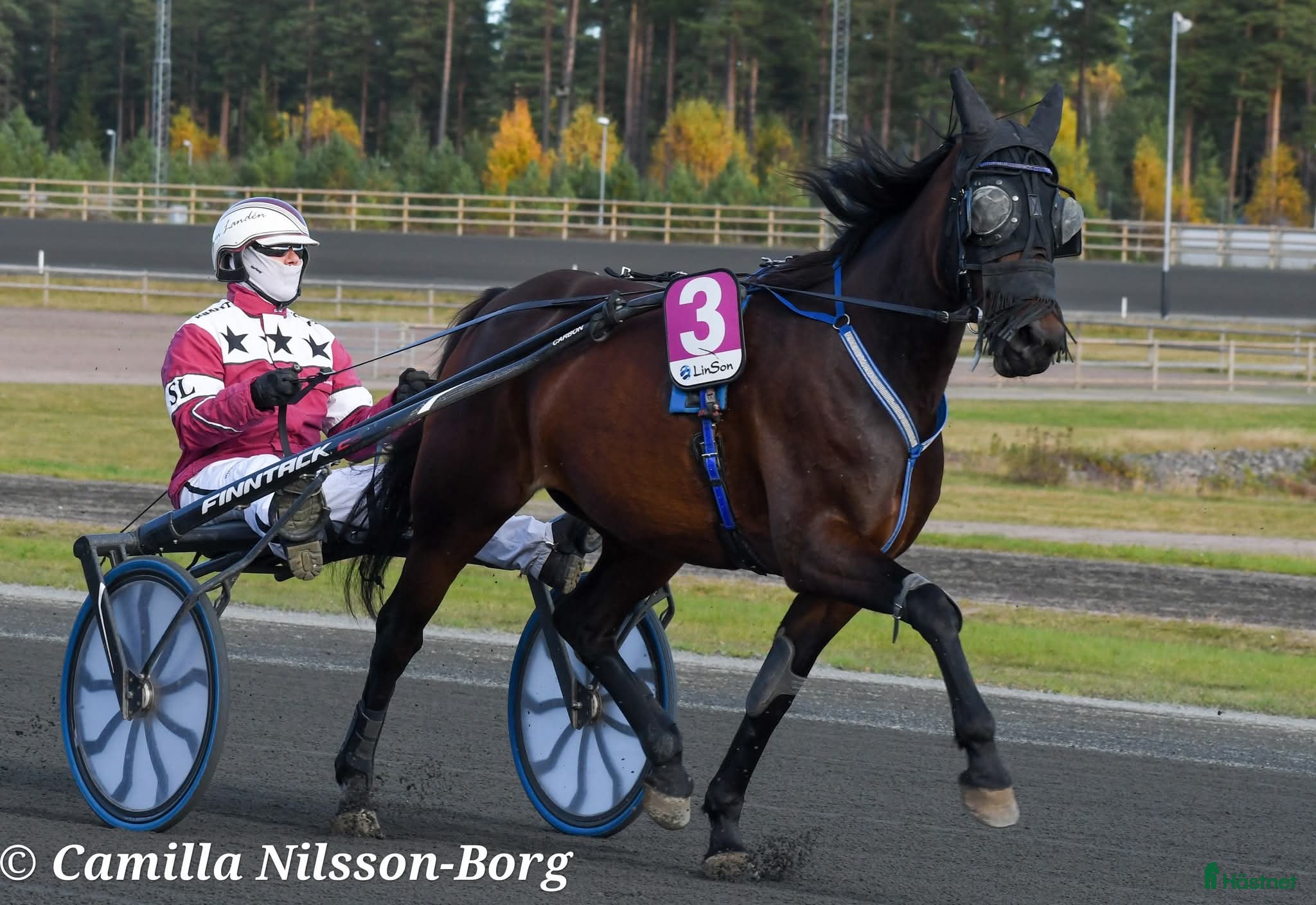  hästar Snällt varmblodssto i Våxtorp - Annons 3
