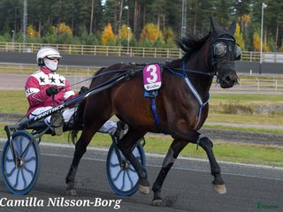 hästar Snällt varmblodssto i Våxtorp - Annons 3