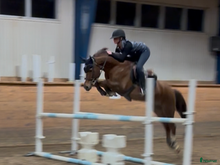 hästar En på miljonen - Annons 14