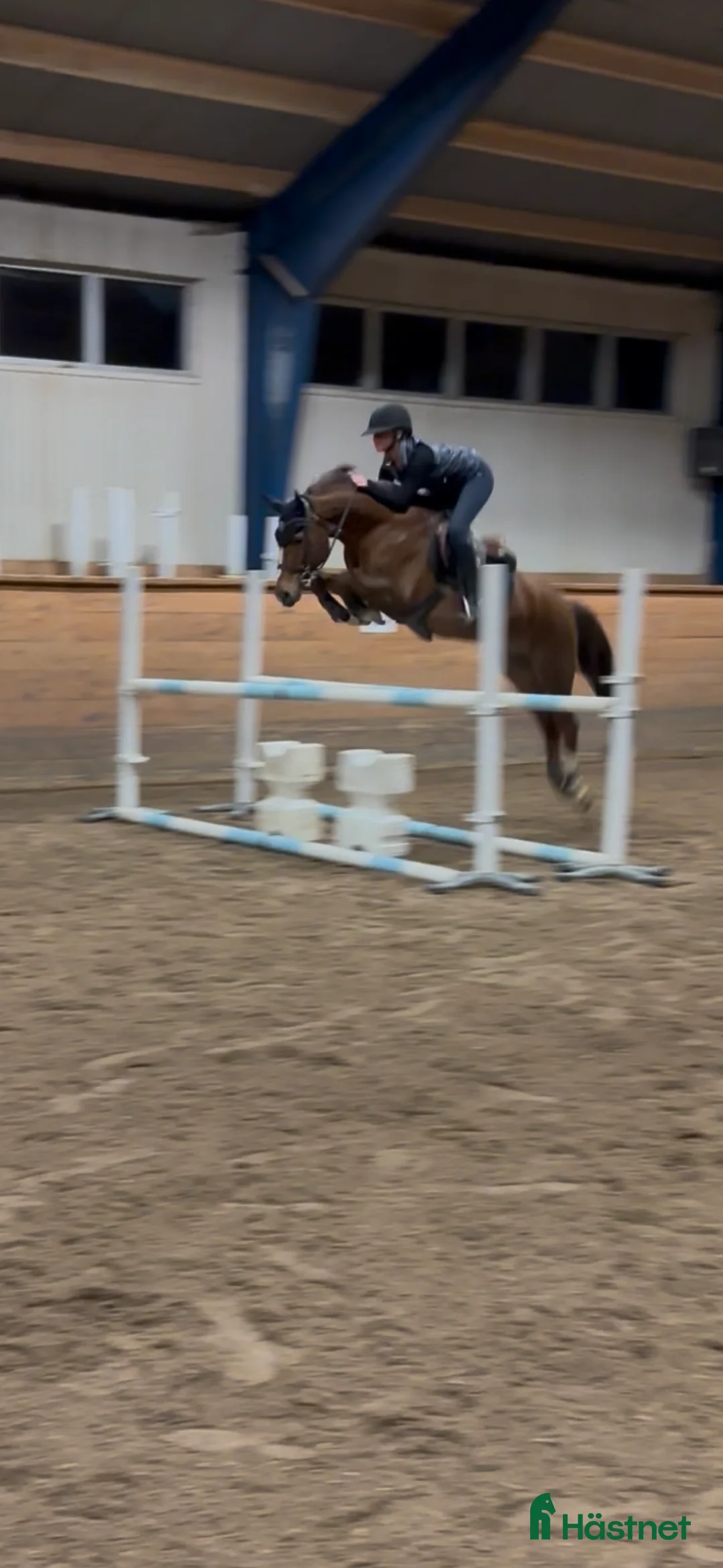 Allround hästar till salu: En på miljonen - Annons 1