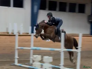 hästar En på miljonen - Annons 3