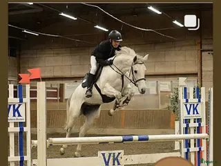 hästar Välstammat Avelssto i Umeå - Annons 10