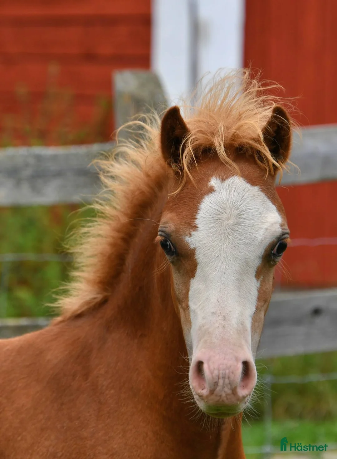 Allround hästar till salu: Supersöt Welsh welsh mountain kille - Annons 2