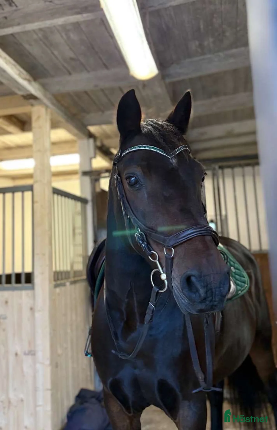 Allround hästar till salu: Maxad C-ponny, New Forest - Annons 4