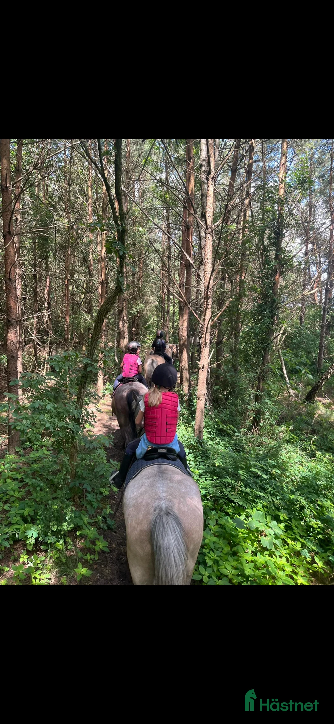Allround hästar till salu: Fin B-ponny / tävlings ponny - Annons 13
