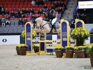 foderhäst Foderponny sökes - Annons 3