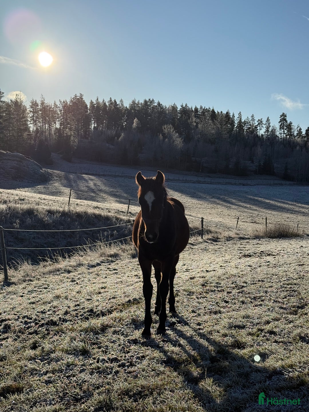 Trav hästar till salu: Välhanterat årsföl e Hayden Hanover i Tystberga - Annons 2