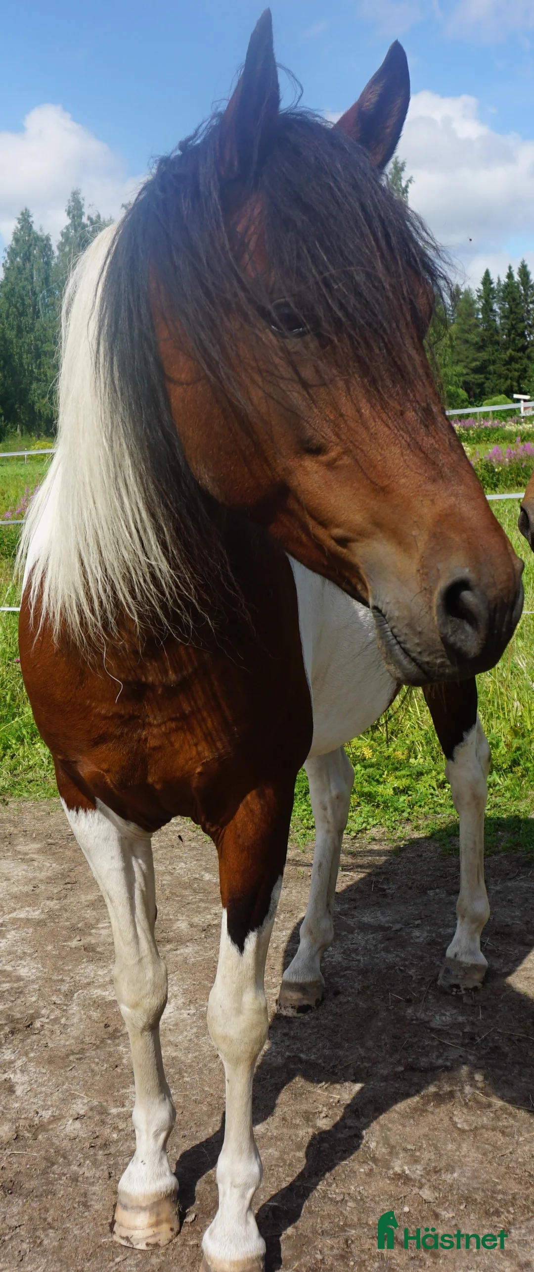 Allround hästar till salu: 5 Paso Finos en eller fler - Annons 3