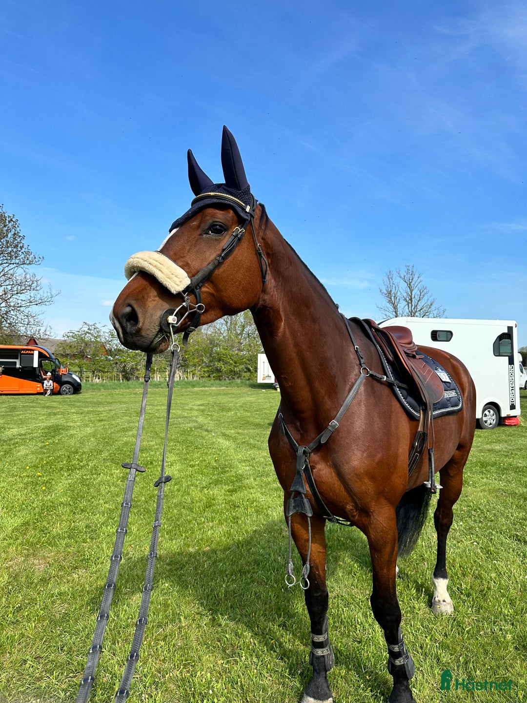 Allround hästar till salu: Fin hopphäst i Västerås - Annons 1