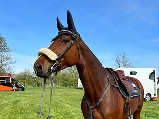 hästar Fin hopphäst i Västerås - Annons 5