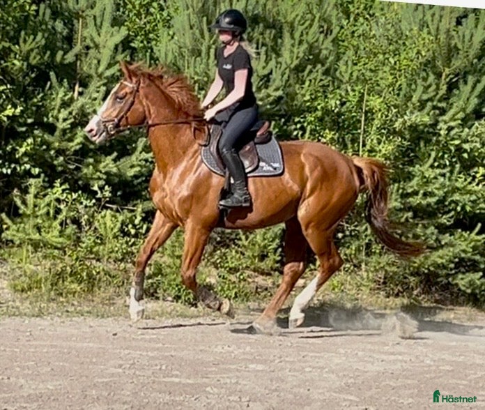  hästar 4 årigt hoppsto - Annons 1